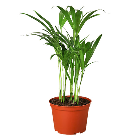 Areca Palm indoor plant