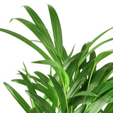 Areca Palm indoor plant