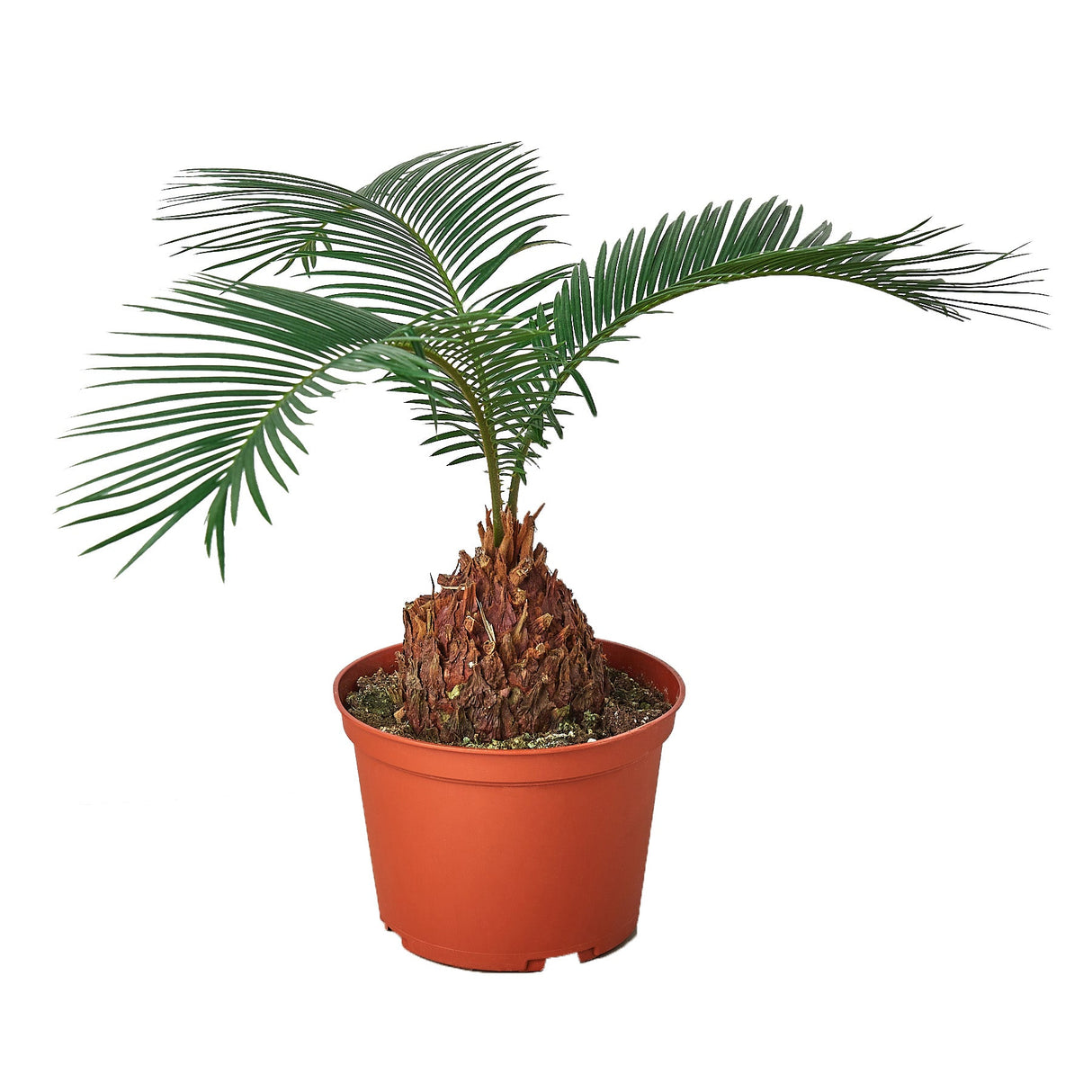 Sago Palm - In 6" Pot indoor houseplant