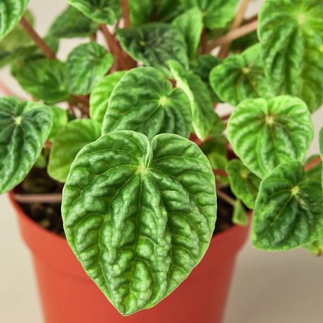 Peperomia 'Ripple' indoor houseplant