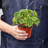 Peperomia 'Ripple' indoor houseplant