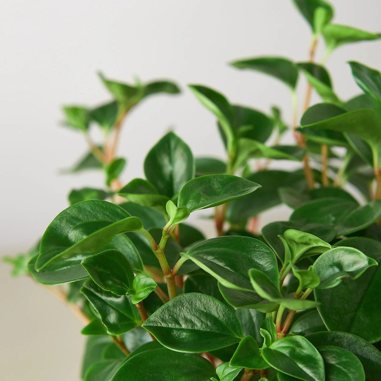 Peperomia 'Glabella' indoor houseplant