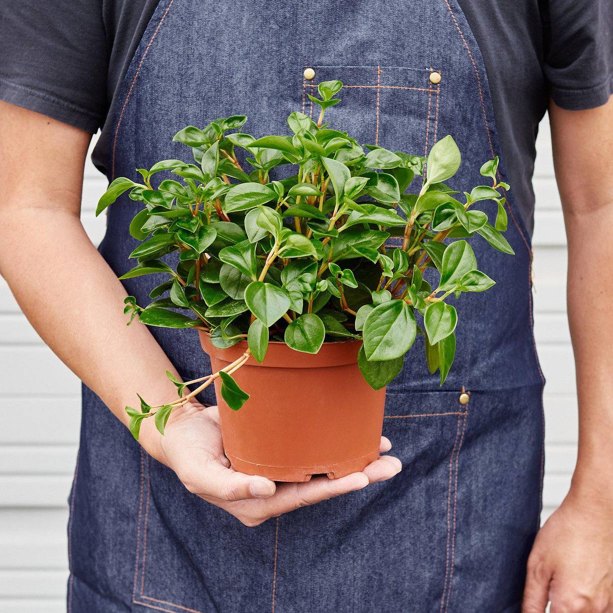 Peperomia 'Glabella' indoor houseplant