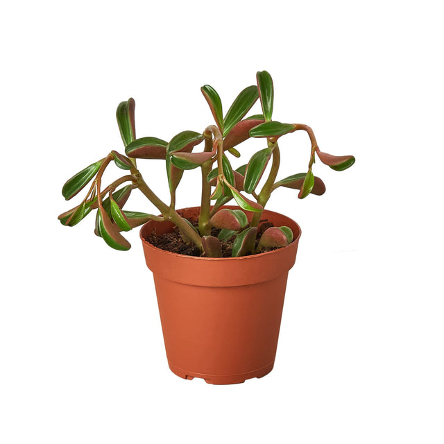 Peperomia 'Ruby Glow' indoor houseplant