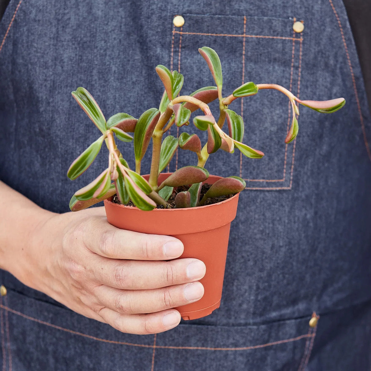 Peperomia 'Ruby Glow' indoor houseplant