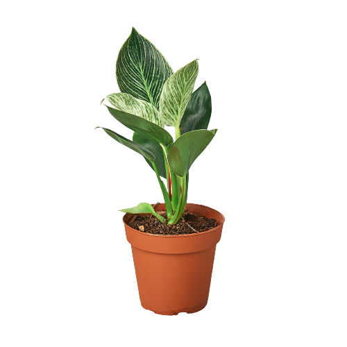 Philodendron 'Birkin' indoor houseplant