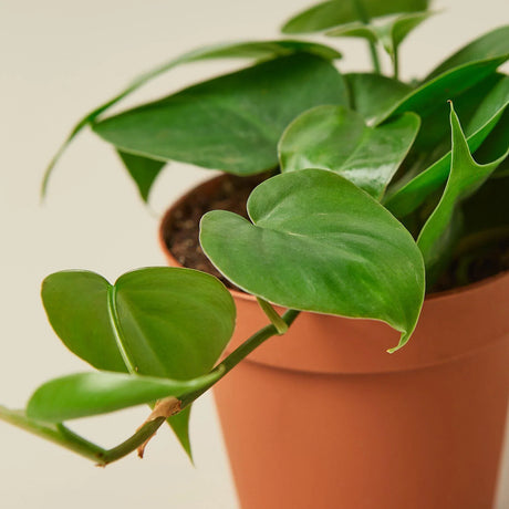 Philodendron Cordatum Heartleaf indoor houseplant