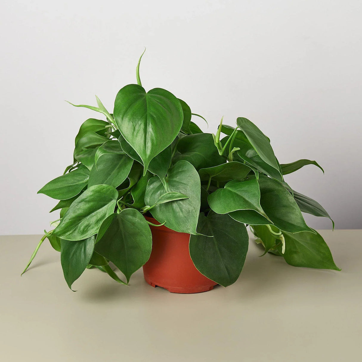 Philodendron Cordatum Heartleaf indoor houseplant