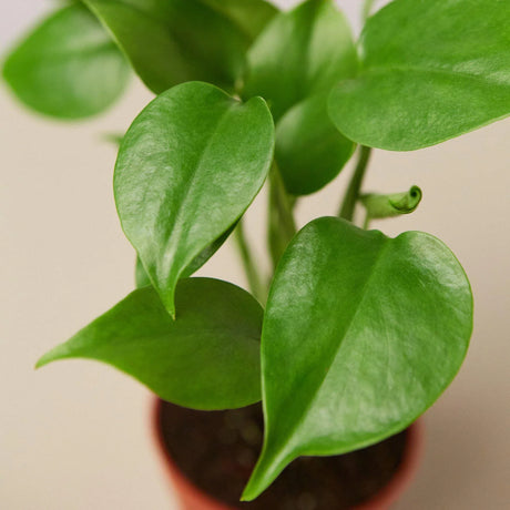 Philodendron Monstera Split-Leaf indoor houseplant