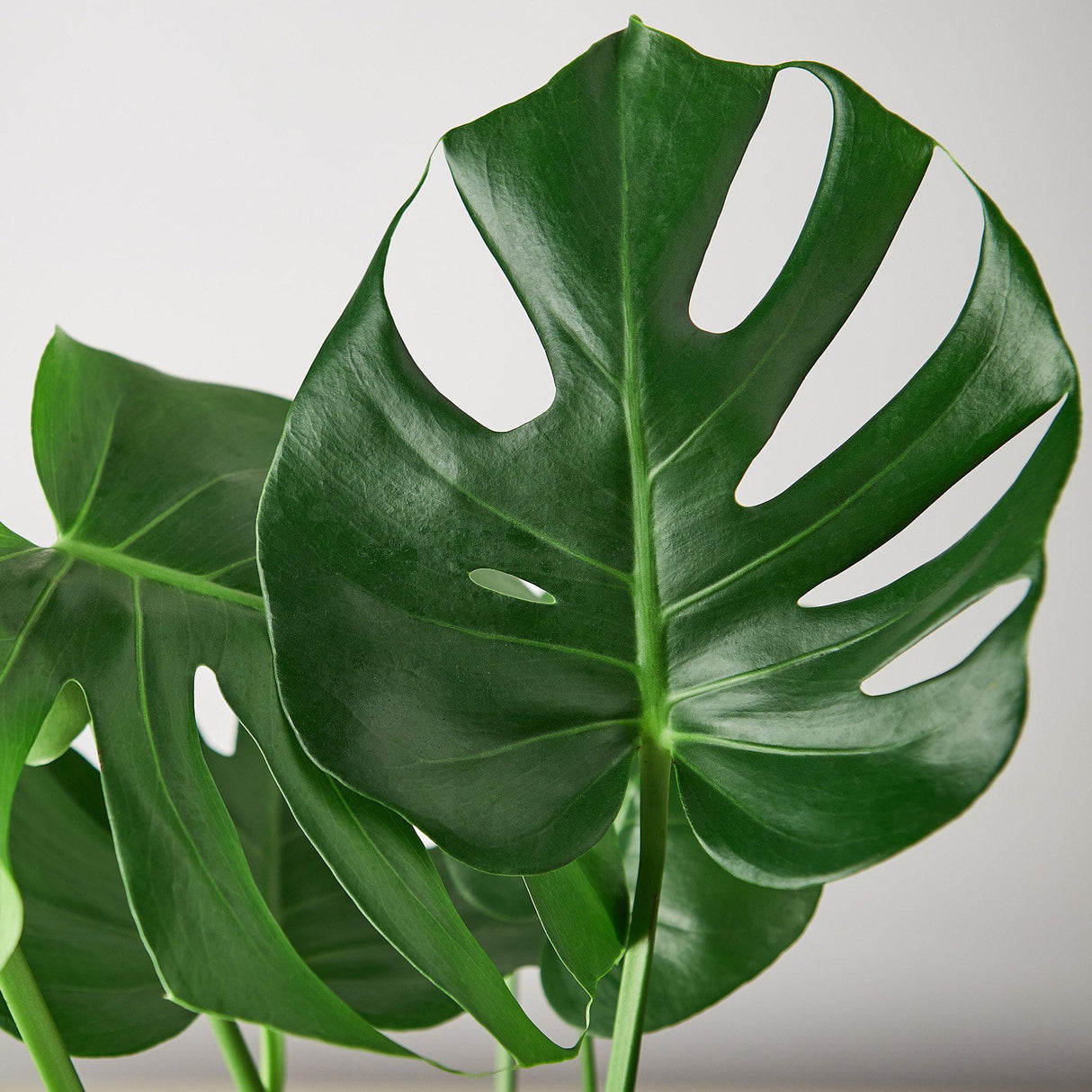 Philodendron Monstera Split-Leaf indoor houseplant