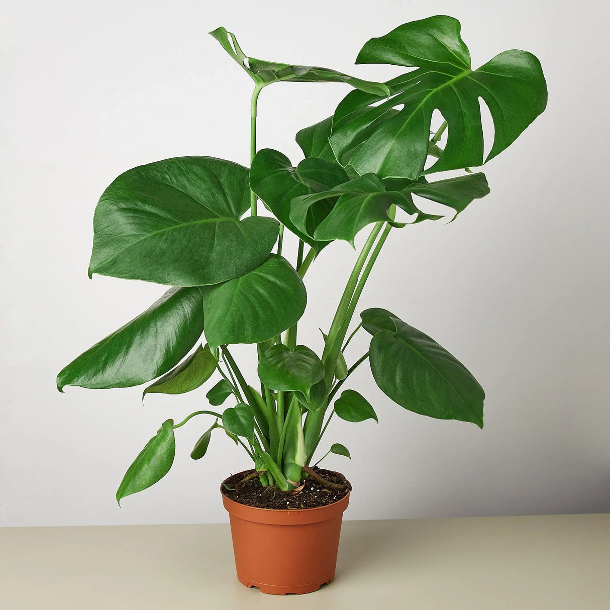 Philodendron Monstera Split-Leaf indoor houseplant