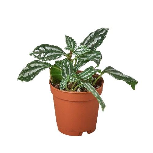 Pilea 'Aluminum' indoor houseplant