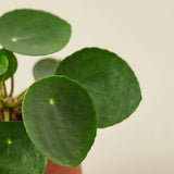 Pilea Peperomioides 'Chinese Money' indoor houseplant