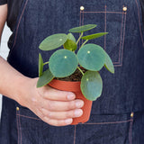 Pilea Peperomioides 'Chinese Money' indoor houseplant