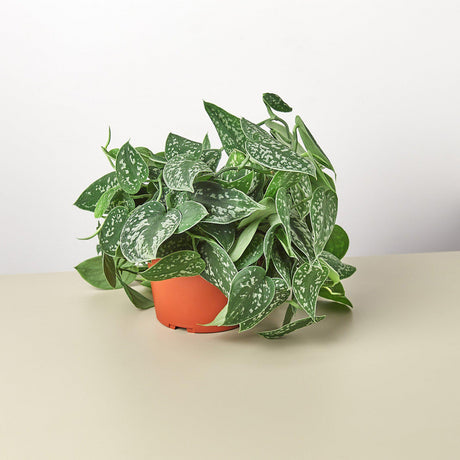 Pothos 'Satin' indoor houseplant