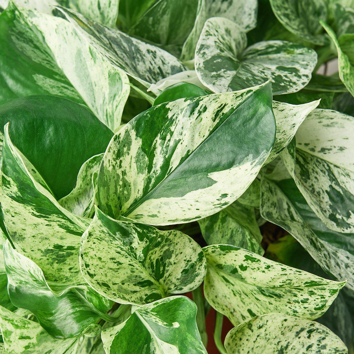 Pothos 'Marble Queen' indoor houseplant