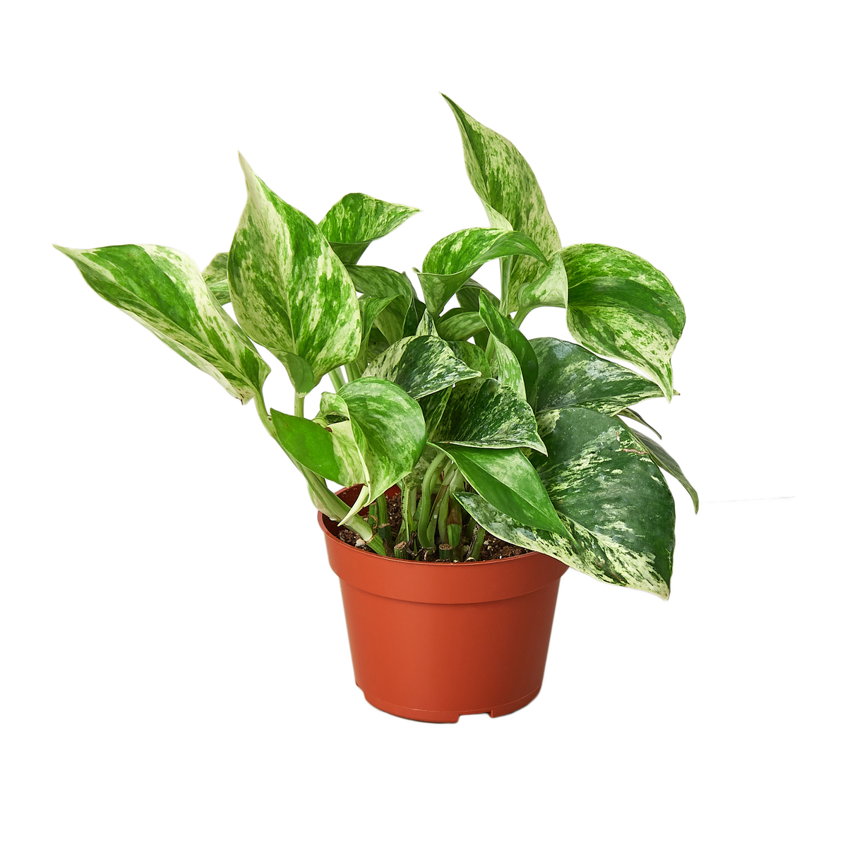 Pothos 'Marble Queen' indoor houseplant