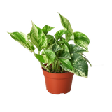 Pothos 'Marble Queen' indoor houseplant