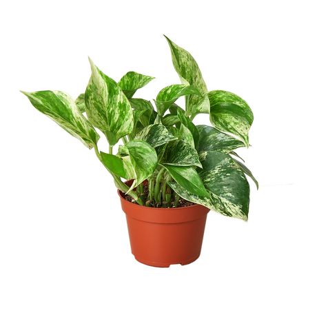 Pothos 'Marble Queen' indoor houseplant