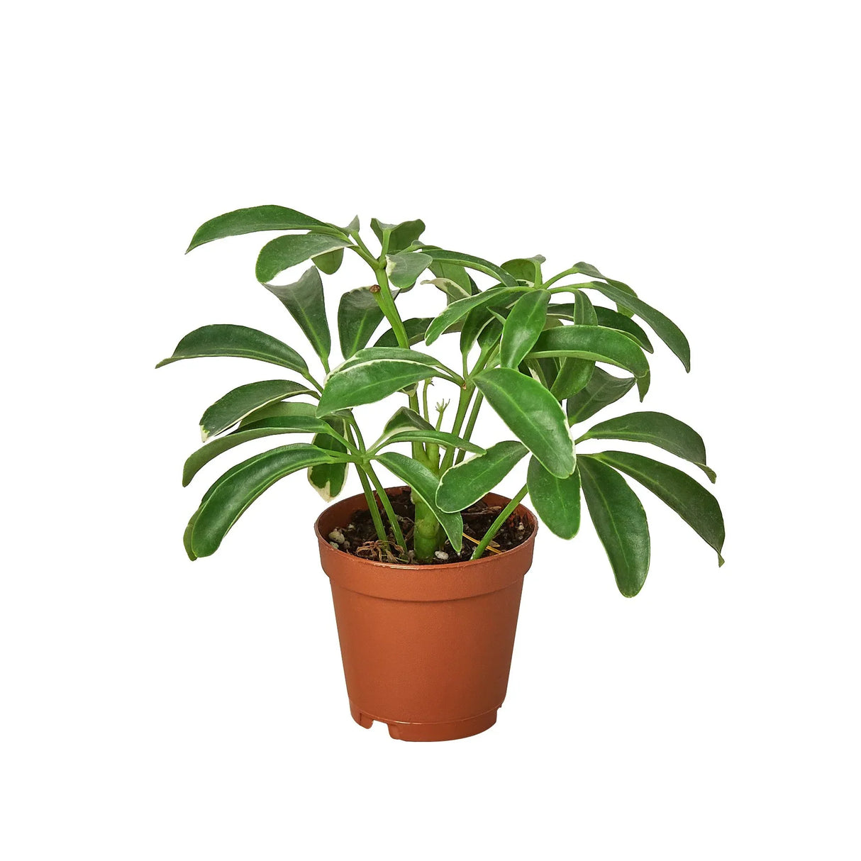 Schefflera Arboricola 'Umbrella' indoor houseplant