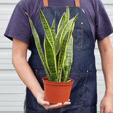 Snake Plant Laurentii indoor houseplant