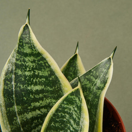 Snake Plant Laurentii Dwarf indoor houseplant