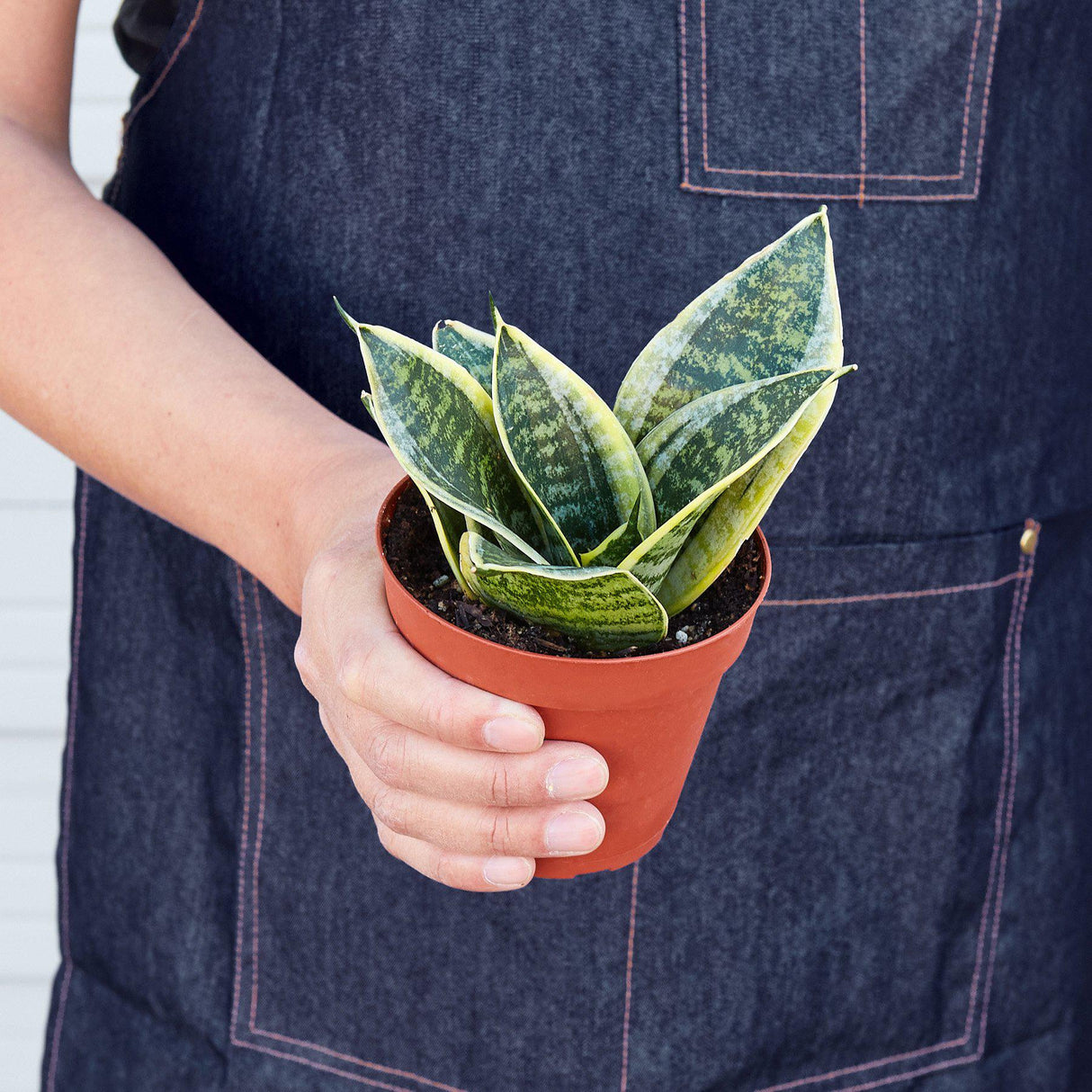 Snake Plant Laurentii Dwarf indoor houseplant