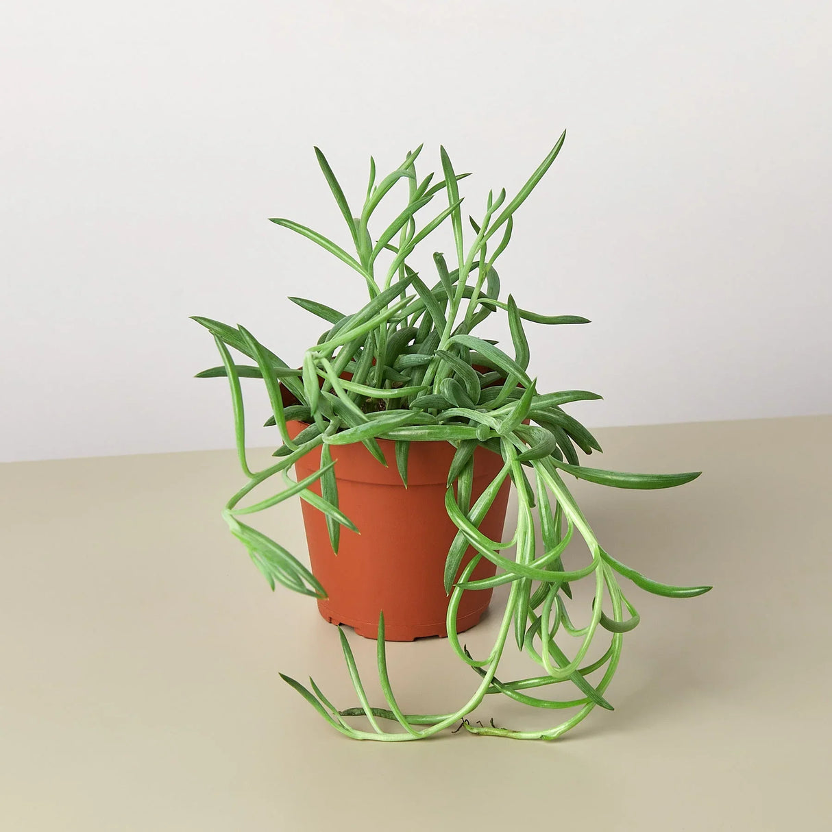 Senecio Succulent 'Fish Hooks' indoor houseplant