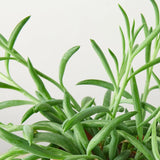 Senecio Succulent 'Fish Hooks' indoor houseplant