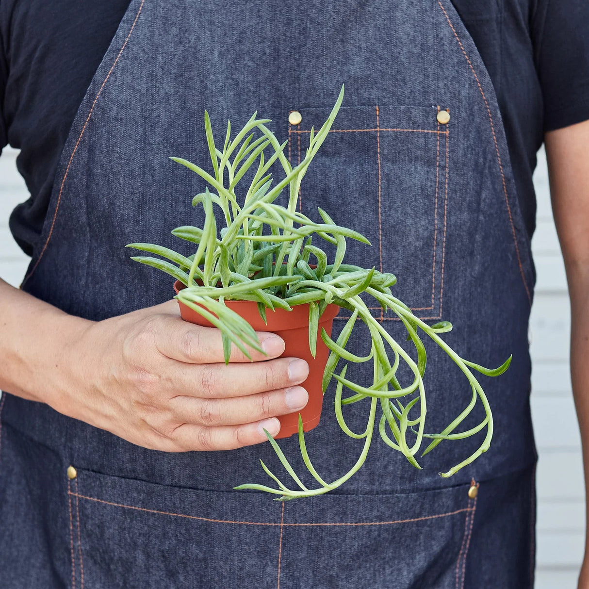 Senecio Succulent 'Fish Hooks' indoor houseplant