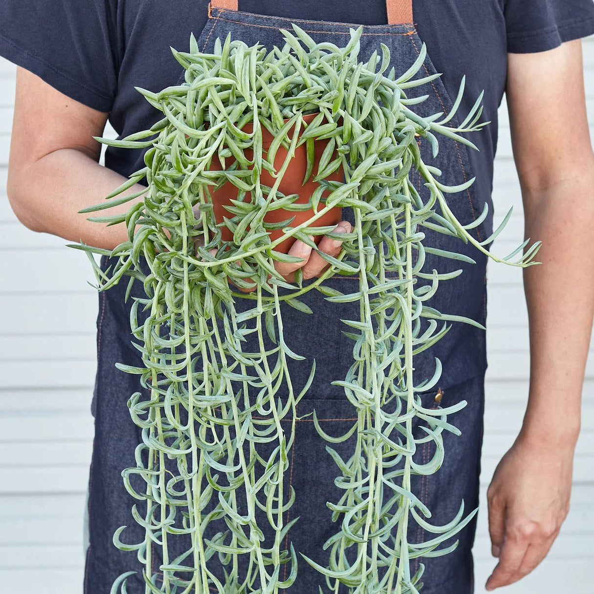 Senecio Succulent 'Fish Hooks' indoor houseplant