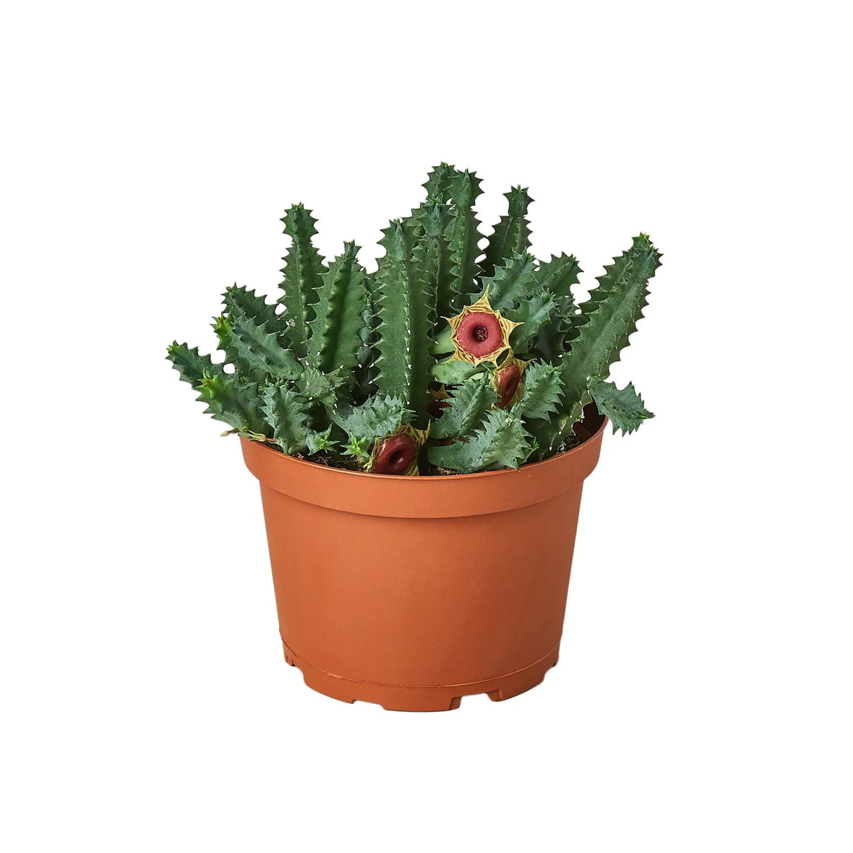 Lifesaver Cactus indoor house plant