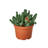 Lifesaver Cactus indoor house plant