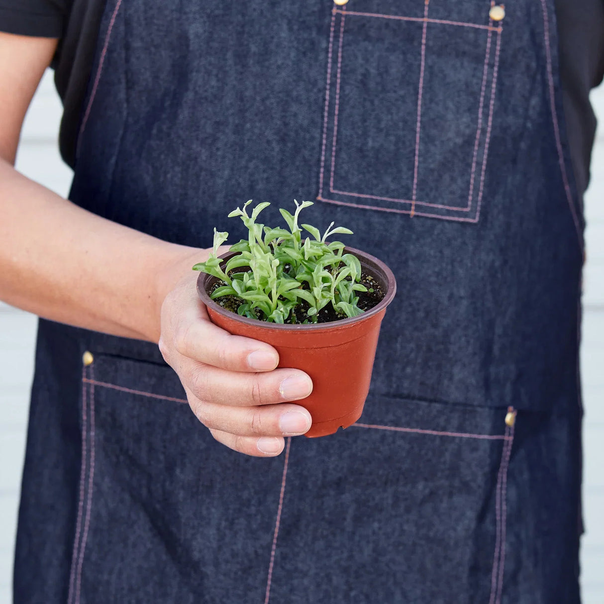 Succulent 'String of Dolphins' indoor houseplant