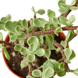 Succulent 'Rainbow Elephant Bush' indoor houseplant