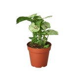 Syngonium Cream -  4" Pot indoor houseplant