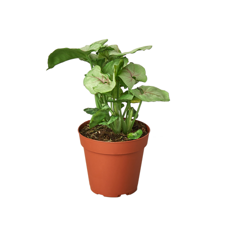 Syngonium Cream -  4" Pot indoor houseplant