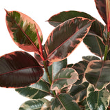 Ficus Elastica 'Ruby Pink' indoor house plant