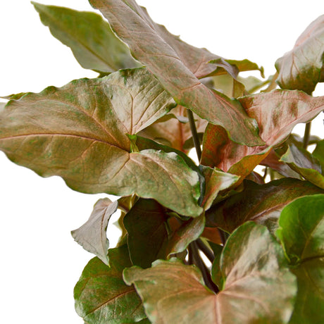 Syngonium Merry indoor houseplant