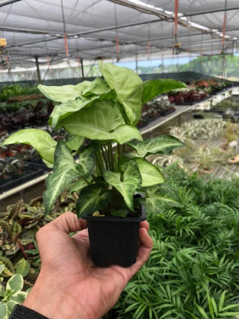 Syngonium White Butterfly indoor houseplant