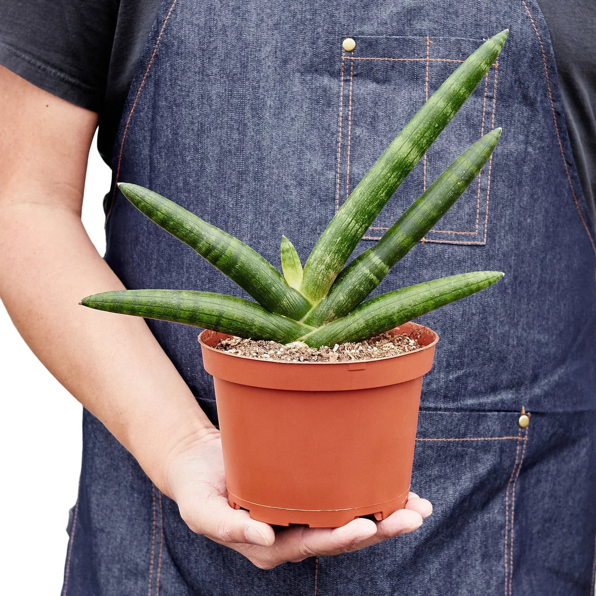 Snake Plant Starfish indoor houseplant