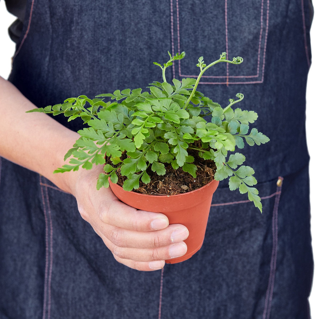 Austral Gem Fern indoor plant