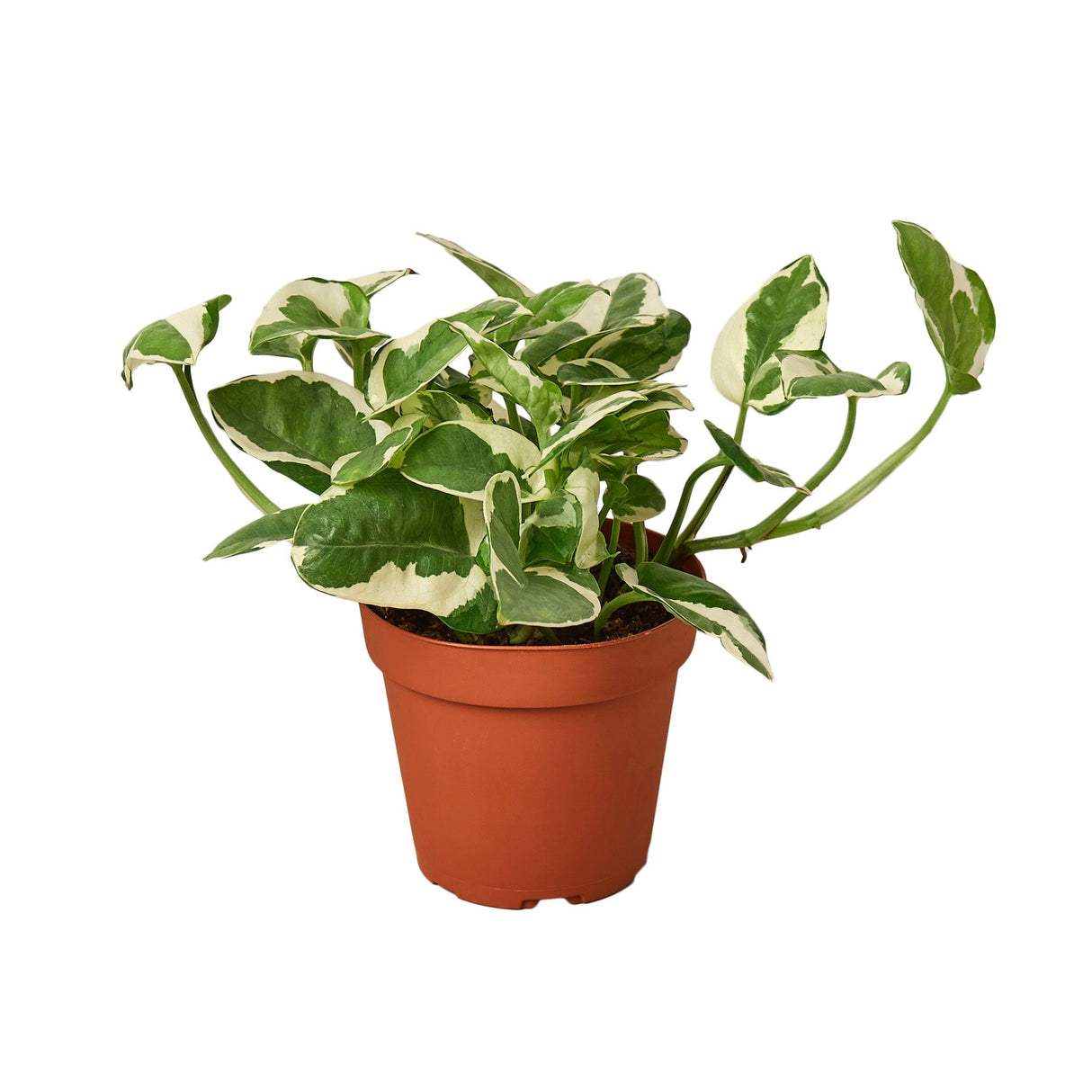 Pothos 'N'joy' indoor houseplant