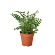 Mahogany Fern indoor house plant