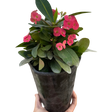 Crown of Thorns