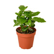 Arabica Coffee indoor plant