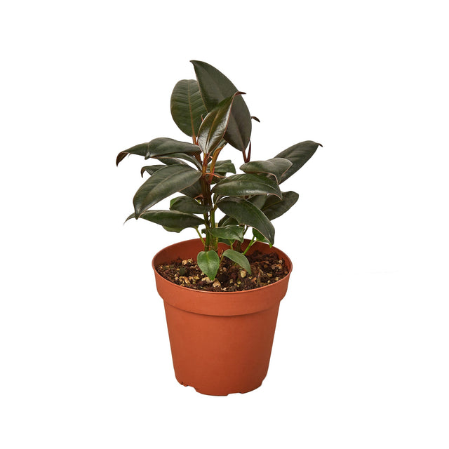 Ficus Elastica 'Burgundy' indoor house plant