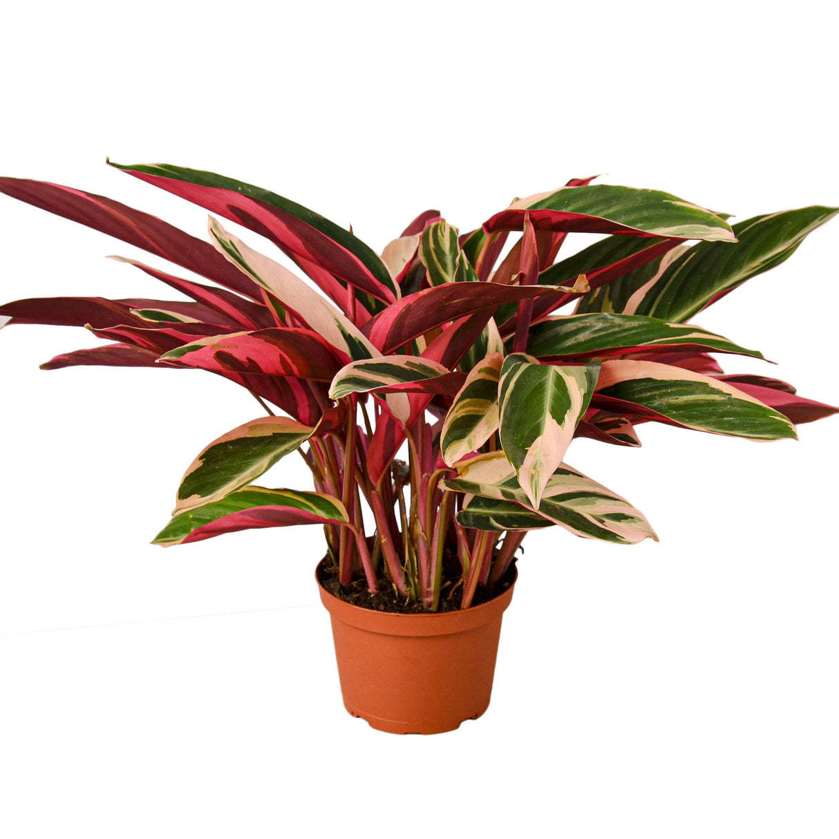 Stromanthe Triostar indoor houseplant