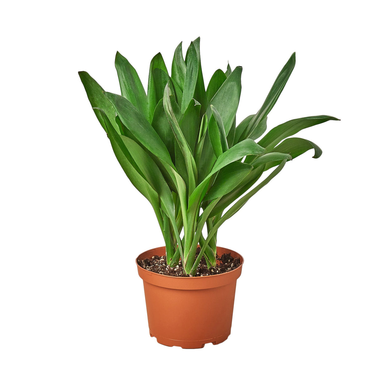 Cordyline Glauca indoor plant