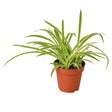 Spider Plant Reverse indoor houseplant